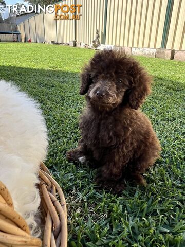 Purebred Miniature Poodles Ready Now