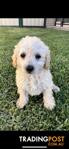 Purebred Miniature Poodles