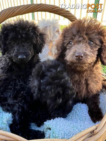 Purebred Miniature Poodles Ready Now