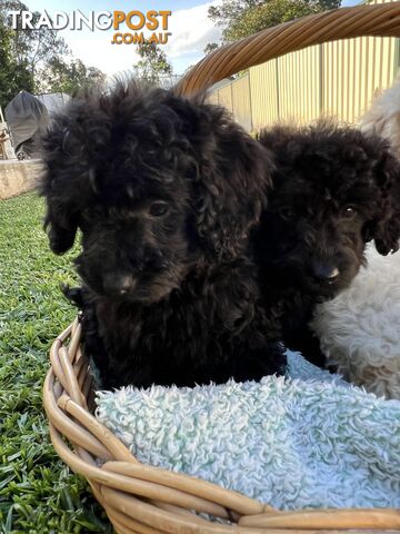 Purebred Miniature Poodles Ready Now