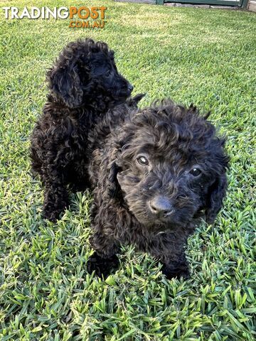 Purebred Miniature Poodles