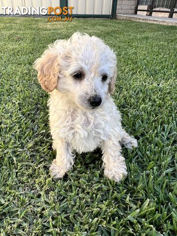 Purebred Miniature Poodles