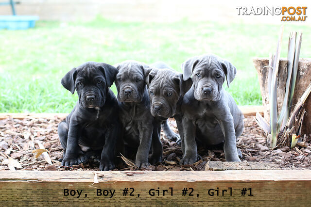 Neo Mastiff Pups for Sale