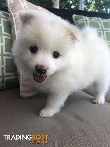 pomeranian puppies tan