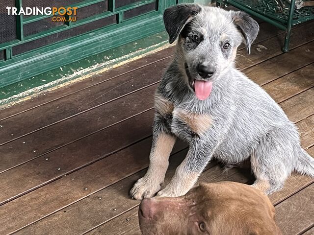 Australian Cattle dog male puppy!  Last one!