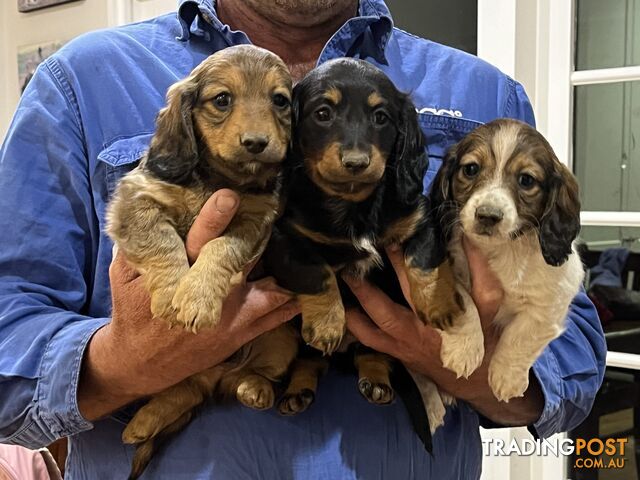 Purebred long haired miniature dachshunds