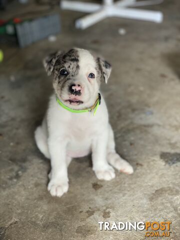 Border collie cross