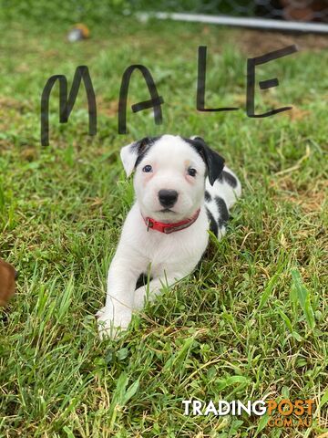 Border collie cross