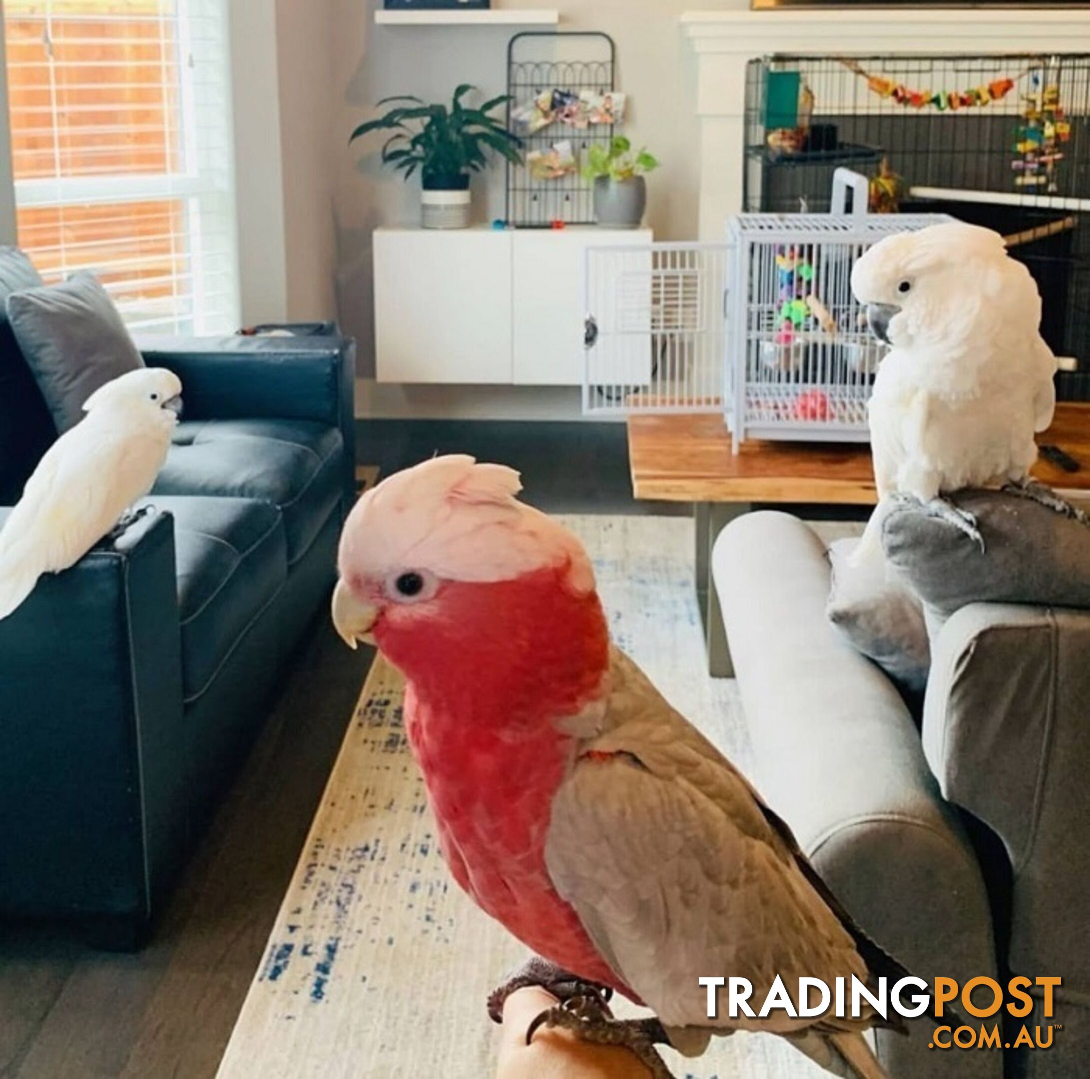 Truly tamed & talking Cockatoos with cage
