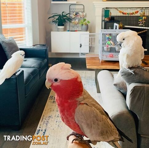 Truly tamed & talking Cockatoos with cage