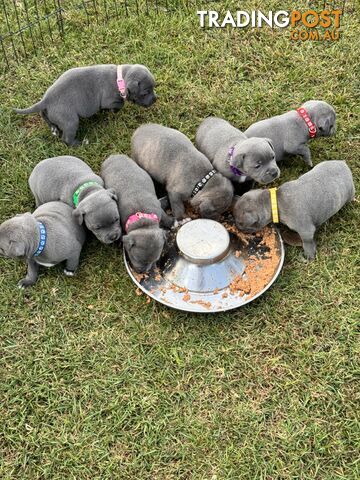 Blue Staffy Puppies