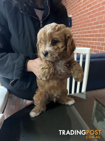 Adorable Cavoodle Puppy dog for Sale!