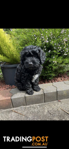 Adorable Cavoodle Puppy dog for Sale!