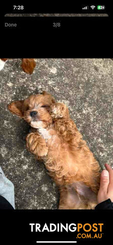 Adorable Cavoodle Puppy dog for Sale!