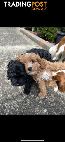 Adorable Cavoodle Puppy dog for Sale!