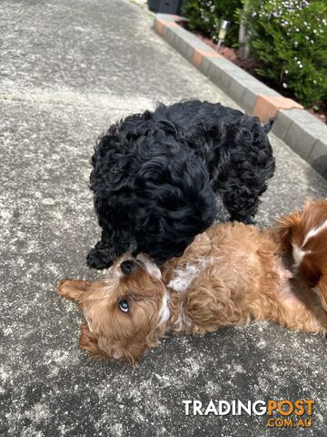 Adorable Cavoodle Puppy dog for Sale!