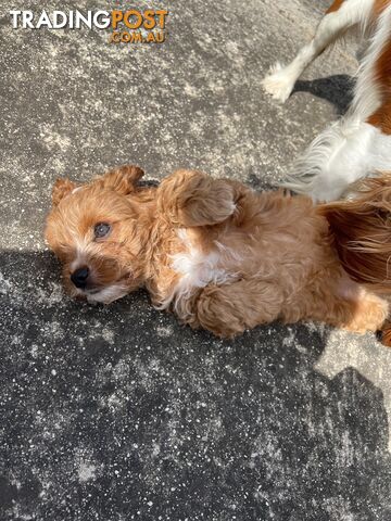 Adorable Cavoodle Puppy dog for Sale!