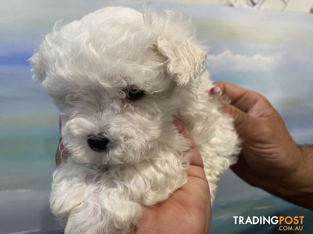 MALTESE  GORGEOUS PUPPIES