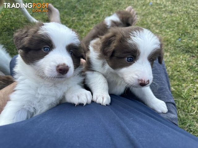 Border Collie puppies