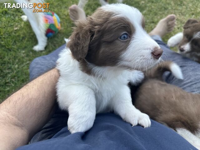 Border Collie puppies