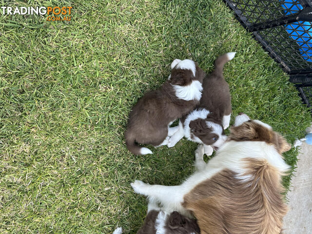 Border Collie puppies