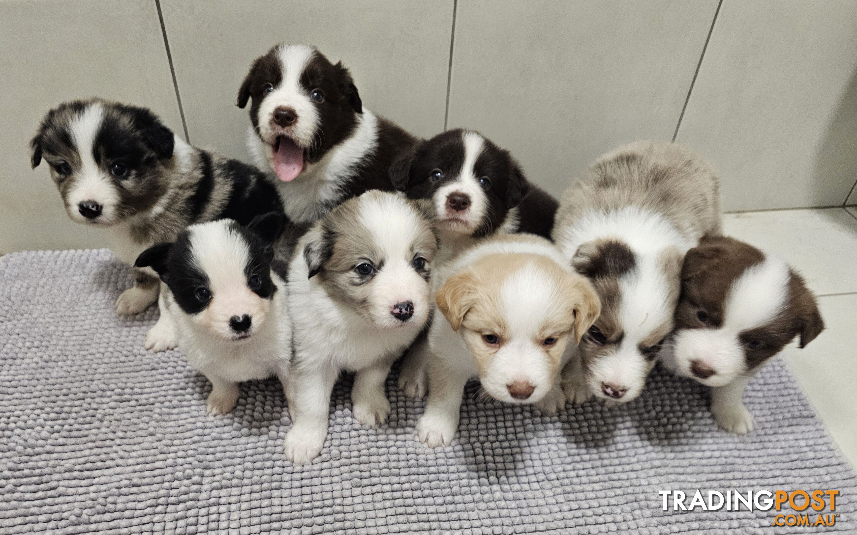 ANKC Registered Pedigree Border Collies