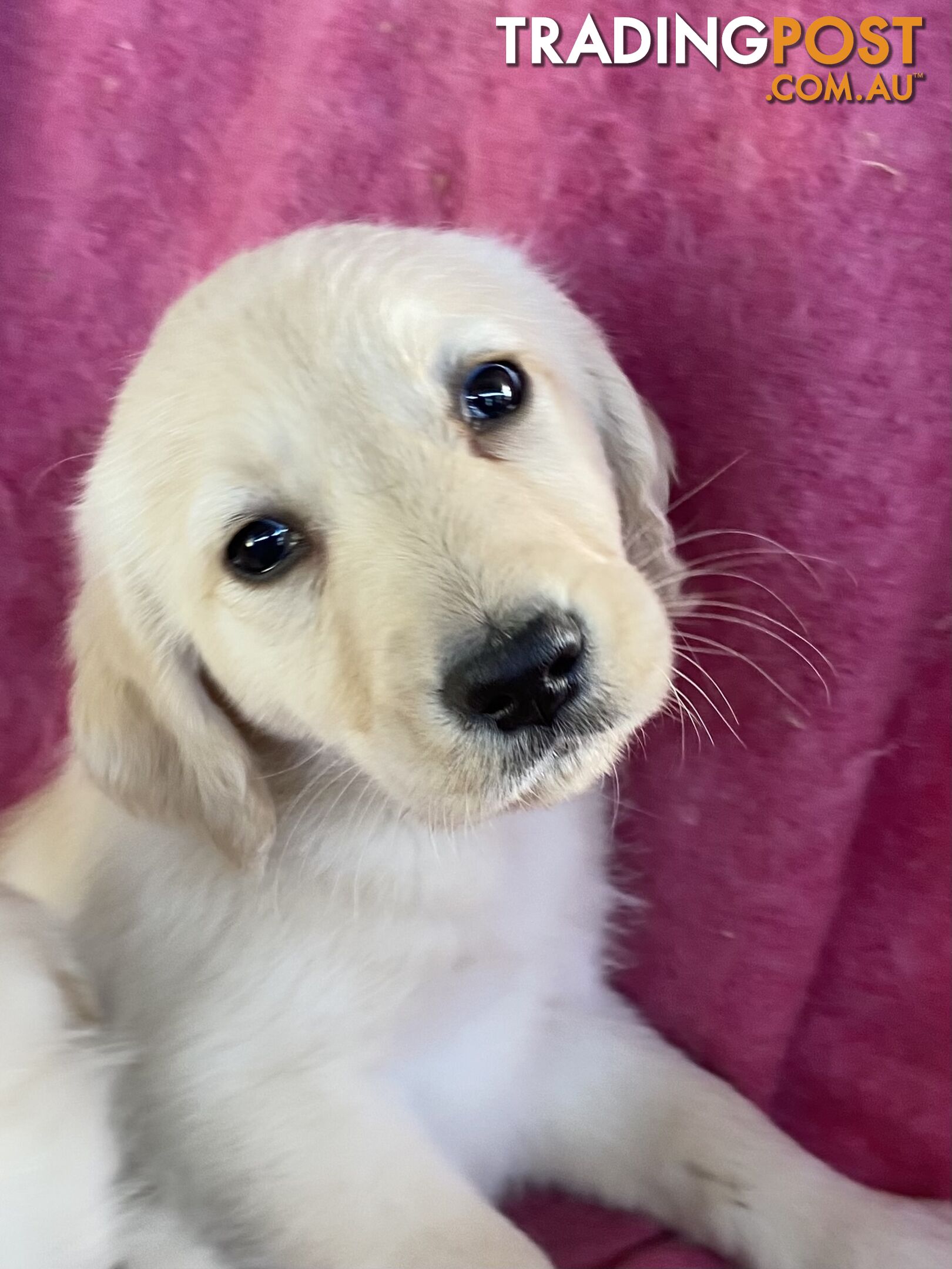 Labrodoodle - Golden Labrodor Retriever x Poodle ( Price Negotiable )