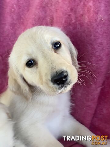 Labrodoodle - Golden Labrodor Retriever x Poodle ( Price Negotiable )