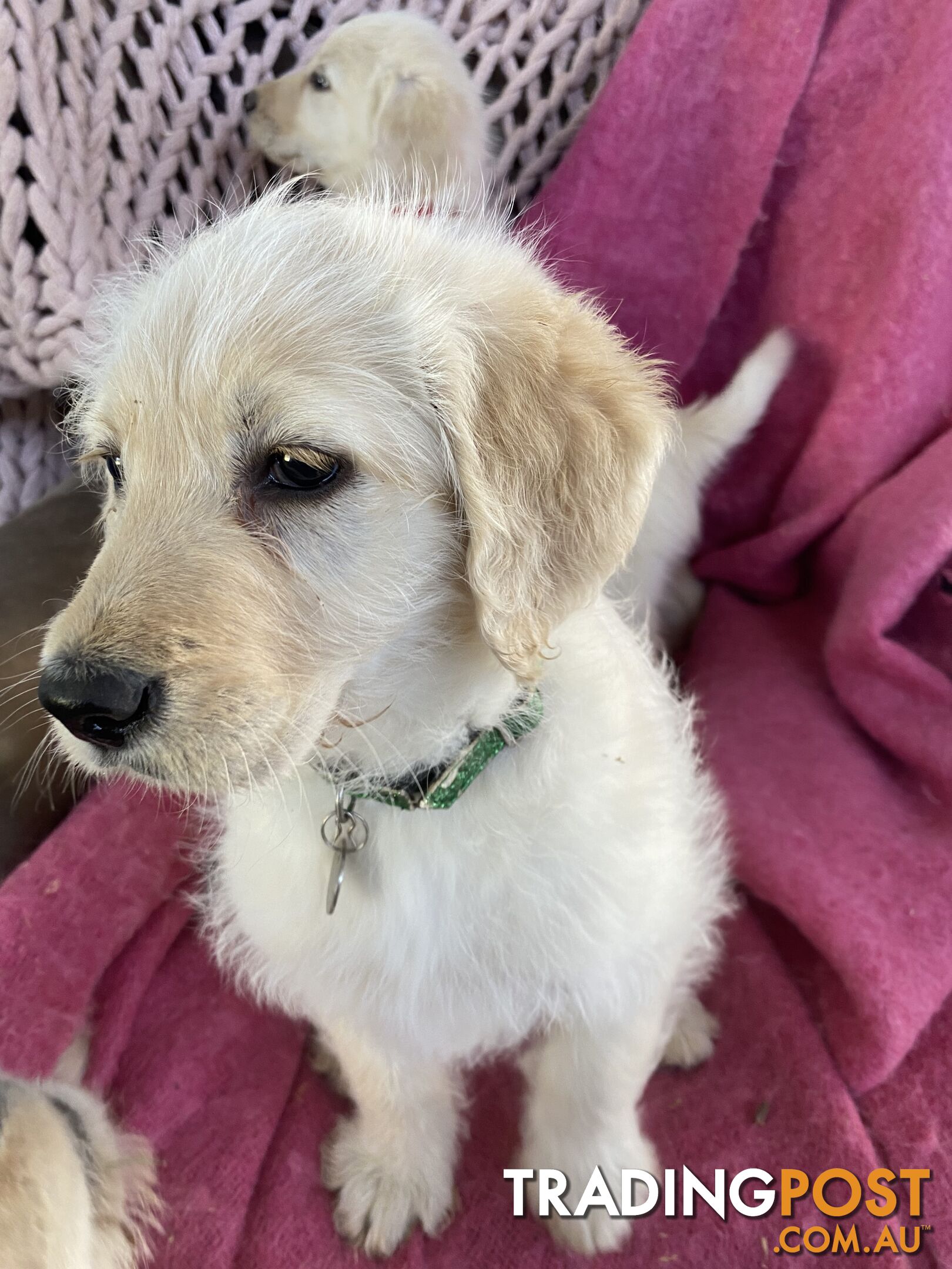 Labrodoodle - Golden Labrodor Retriever x Poodle ( Price Negotiable )