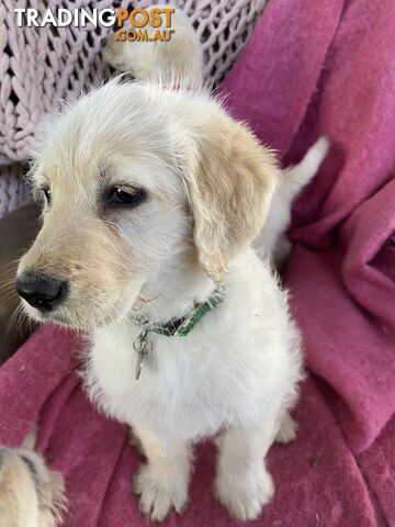 Labrodoodle - Golden Labrodor Retriever x Poodle ( Price Negotiable )