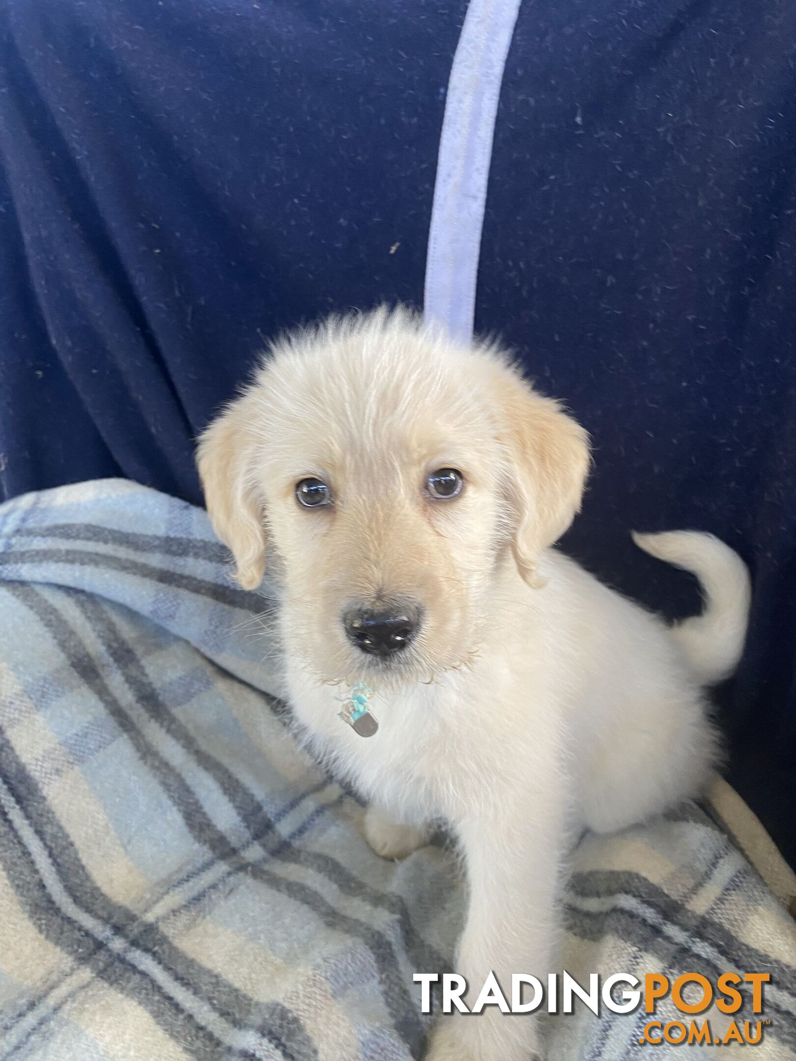 Labrodoodle - Golden Labrodor Retriever x Poodle ( Price Negotiable )