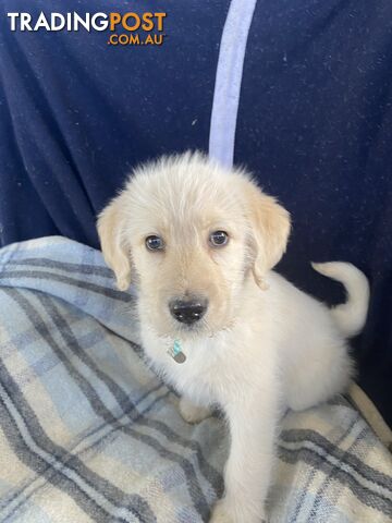 Labrodoodle - Golden Labrodor Retriever x Poodle ( Price Negotiable )