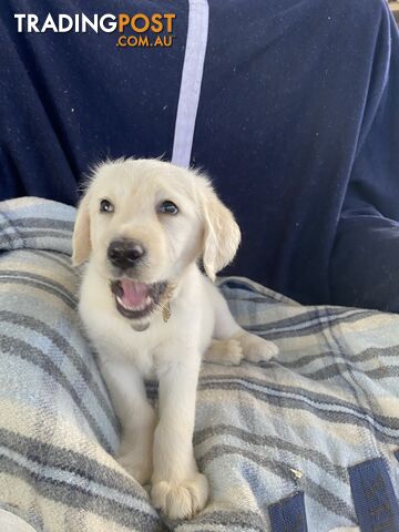 Labrodoodle - Golden Labrodor Retriever x Poodle ( Price Negotiable )