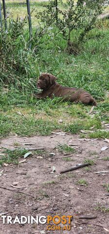 Mastiff puppies