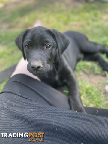 Pedigree Labrador Puppies