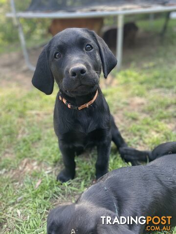 Adorable Pedigree Labrador Puppies