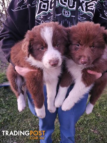 PURE BREED BORDER COLLIES PUPPIES