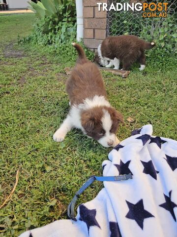 PURE BREED BORDER COLLIES PUPPIES