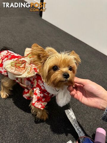 Yorkshire Terrier (Pure Breed)