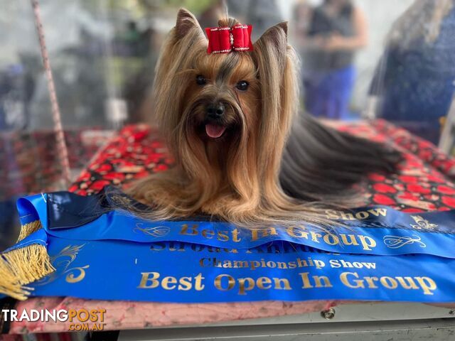 Yorkshire Terrier (Pure Breed)