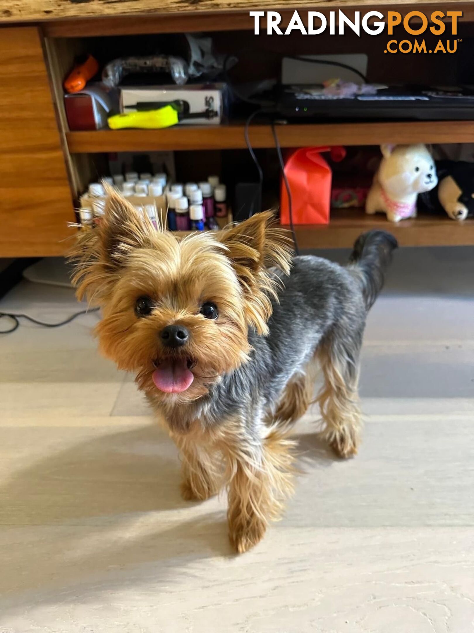 Yorkshire Terrier (Pure Breed)