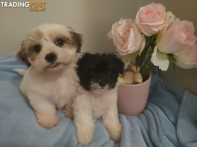 *UPDATE ONLY 1 LITTLE BOY LEFT BEAUTIFUL MALTESE X SHIH-TZU, $1000