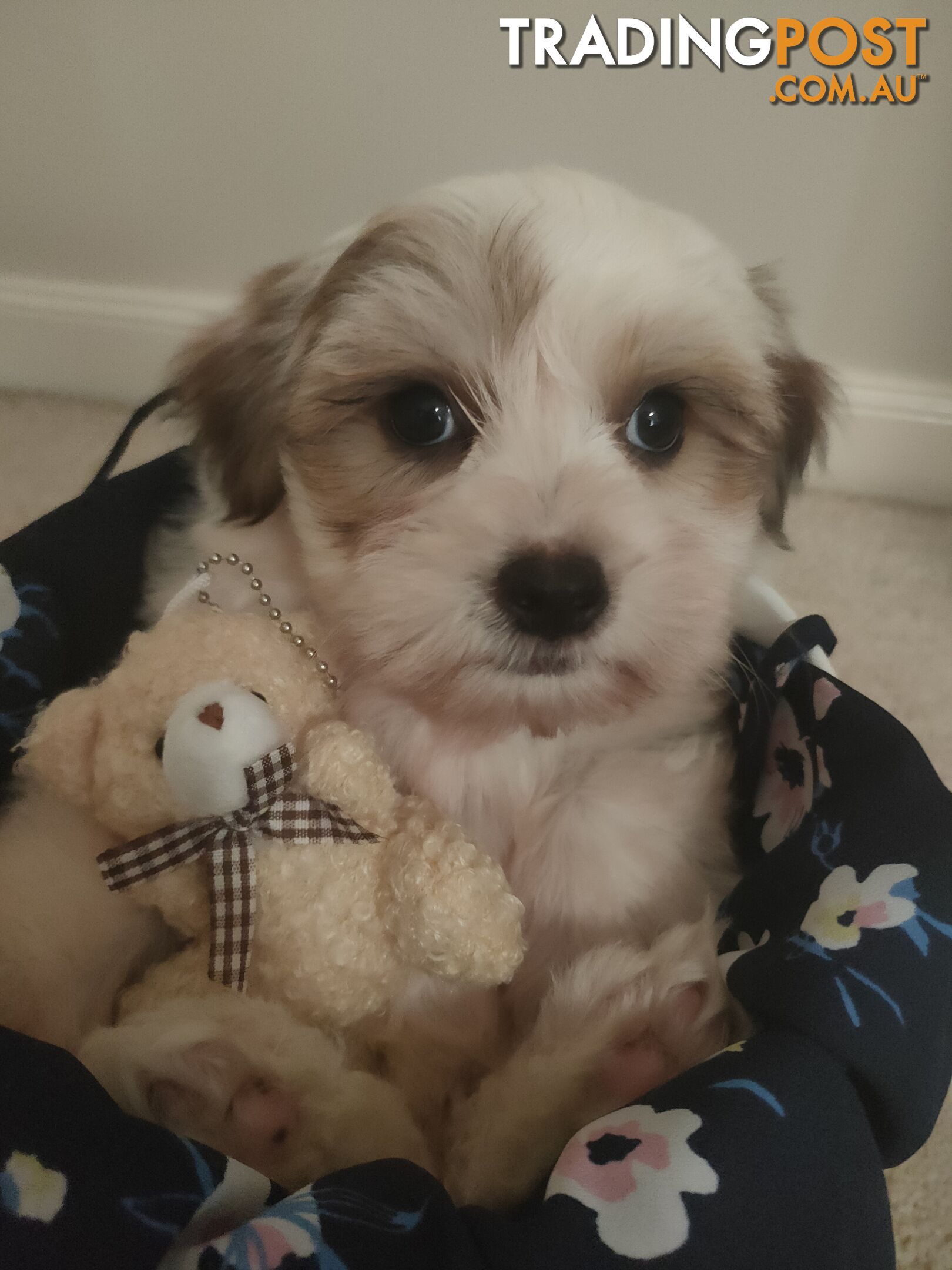 *UPDATE ONLY 1 LITTLE BOY LEFT BEAUTIFUL MALTESE X SHIH-TZU, $1000