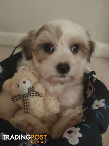 *UPDATE ONLY 1 LITTLE BOY LEFT BEAUTIFUL MALTESE X SHIH-TZU, $1000