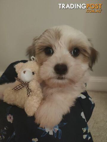 *UPDATE ONLY 1 LITTLE BOY LEFT BEAUTIFUL MALTESE X SHIH-TZU, $1000