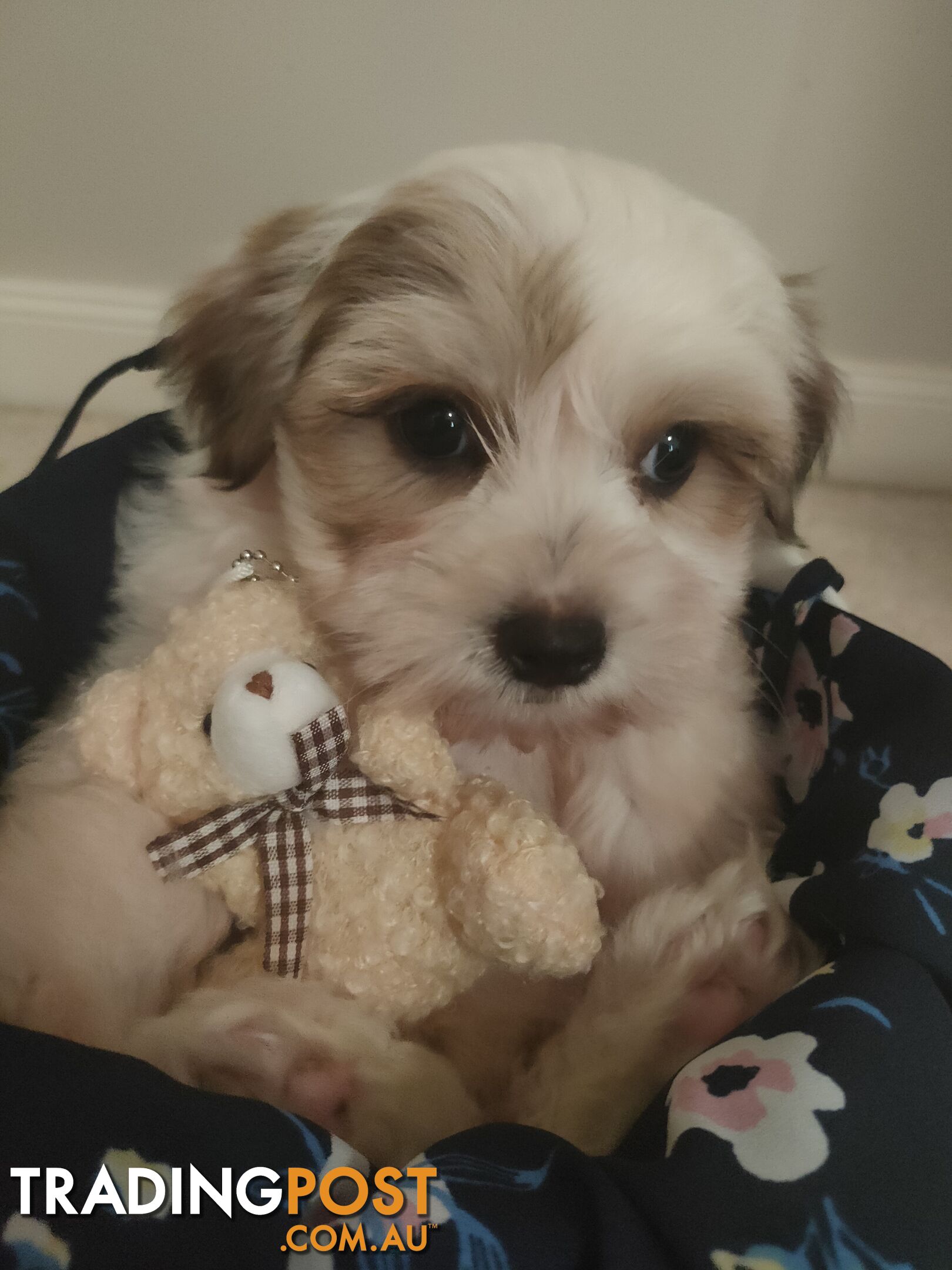 *UPDATE ONLY 1 LITTLE BOY LEFT BEAUTIFUL MALTESE X SHIH-TZU, $1000