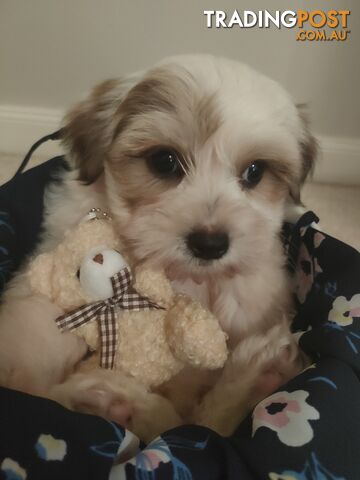 *UPDATE ONLY 1 LITTLE BOY LEFT BEAUTIFUL MALTESE X SHIH-TZU, $1000