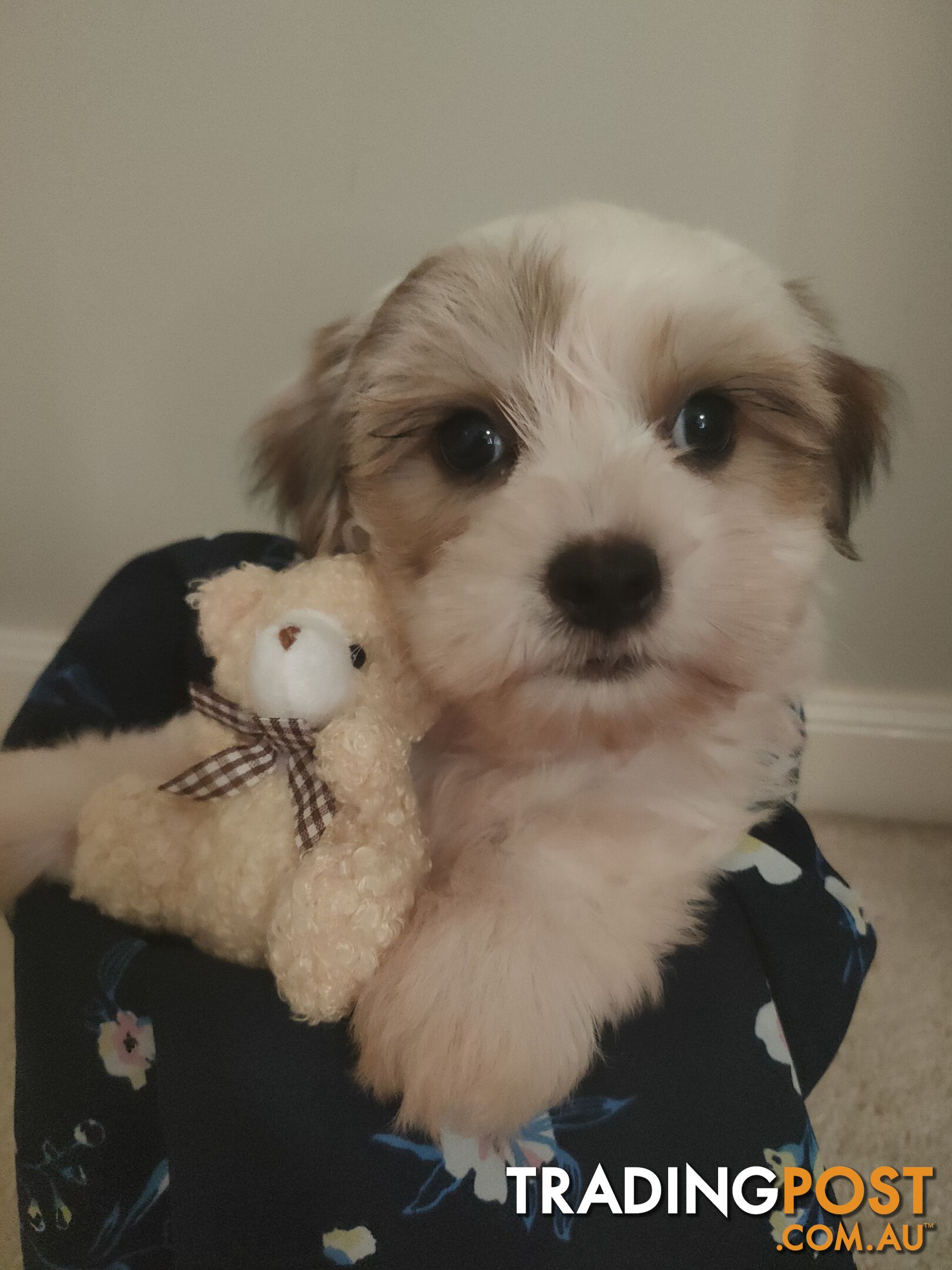 *UPDATE ONLY 1 LITTLE BOY LEFT BEAUTIFUL MALTESE X SHIH-TZU, $1000