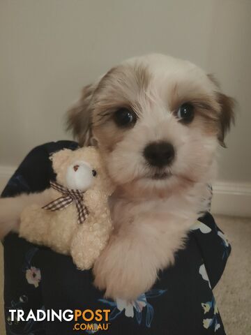 *UPDATE ONLY 1 LITTLE BOY LEFT BEAUTIFUL MALTESE X SHIH-TZU, $1000