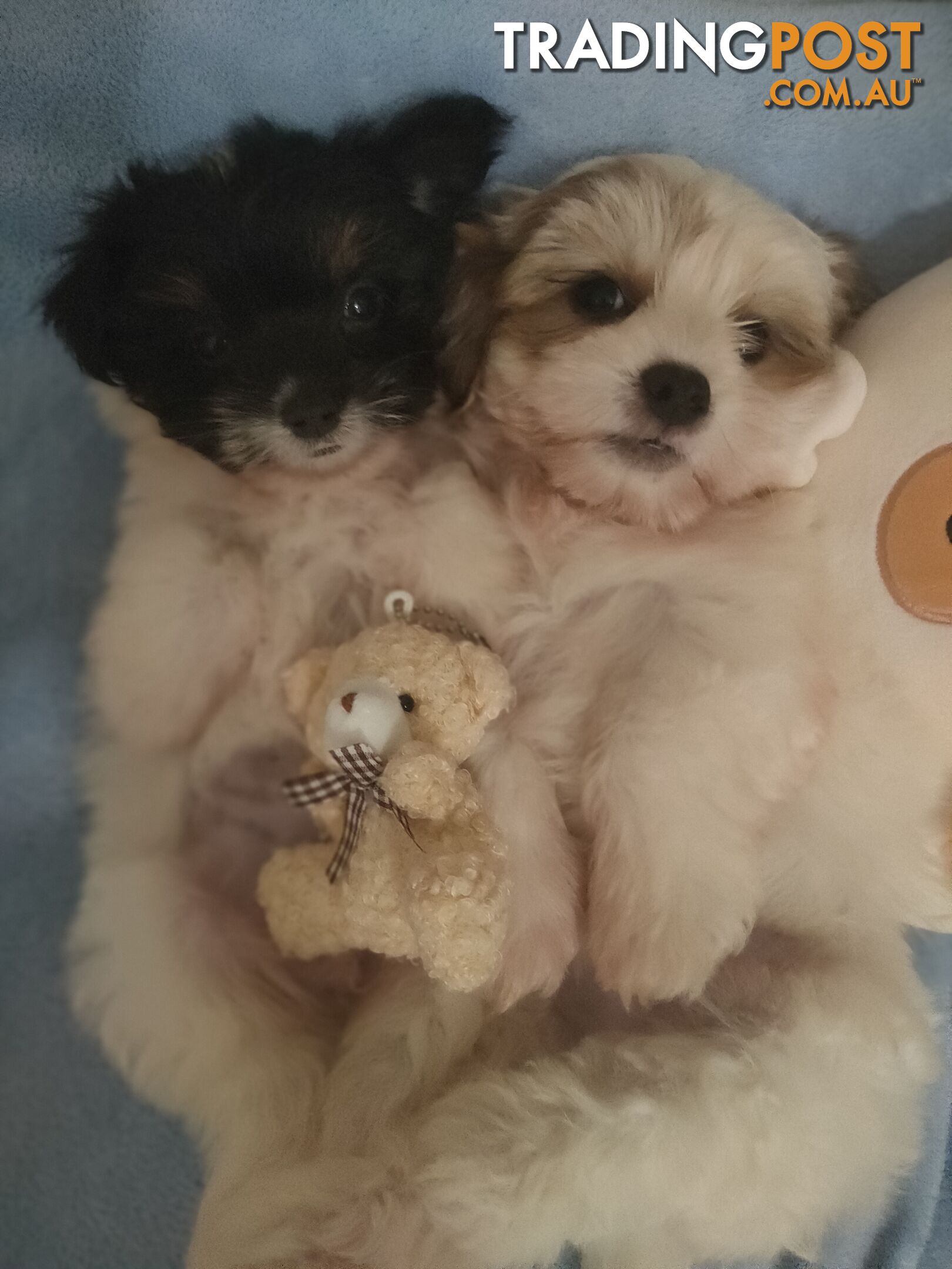 *UPDATE ONLY 1 LITTLE BOY LEFT BEAUTIFUL MALTESE X SHIH-TZU, $1000